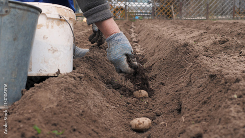 Farm worker puts mineral fertilizers with hand on seeds of organic pure potatoes in ground row bed for rapid growth. Eco farm for growing food without GMO and chemical. Planting vegetables in spring