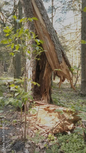 Close-up broken after storm trunk of old pine tree and deciduous saplings with fresh green leaves in spring forest at sunny day. Springtime woodland landscape, shallow focus, vertical shot.