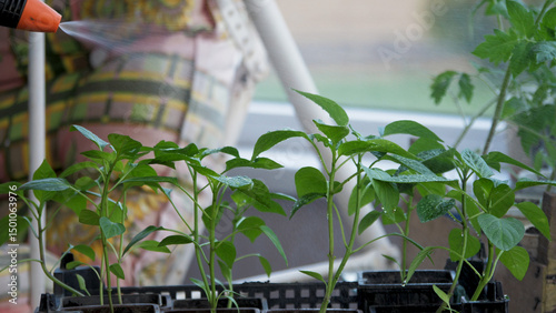 Spraying pepper sprouts with water. Watering green plant seedlings for growth in greenhouse. Drops of water run off leaves. Gardening concept. Growing organic food on an eco farm