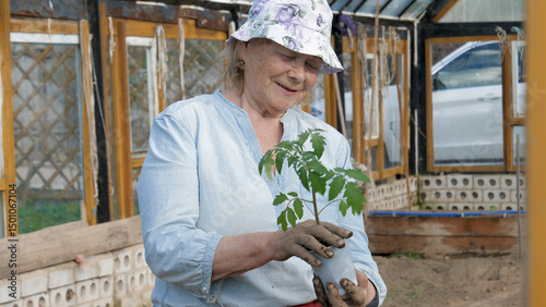 Cheerful smiling elderly woman gardener holds in hands young seedling with soil in pot before planting in ground. Hands hold seedlings of tomato or pepper. New growth and sustainable agriculture