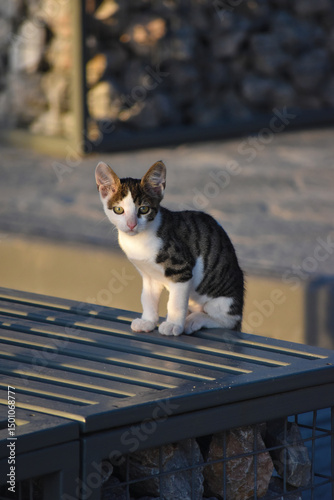 Katze