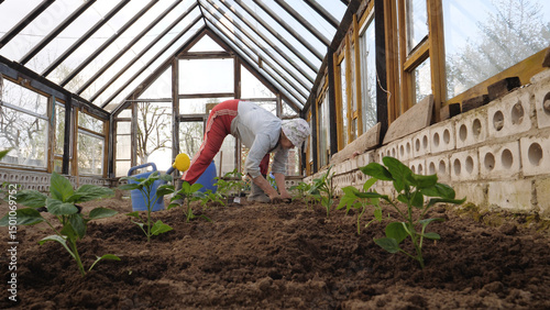 Old female gardener farmer plants green pepper tomato seedlings in soil with organic pure natural fertilizers manure. Growing vegetables in greenhouse. Home growing food products without gmo chemicals