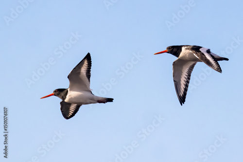 Eurasian oystercatcher 