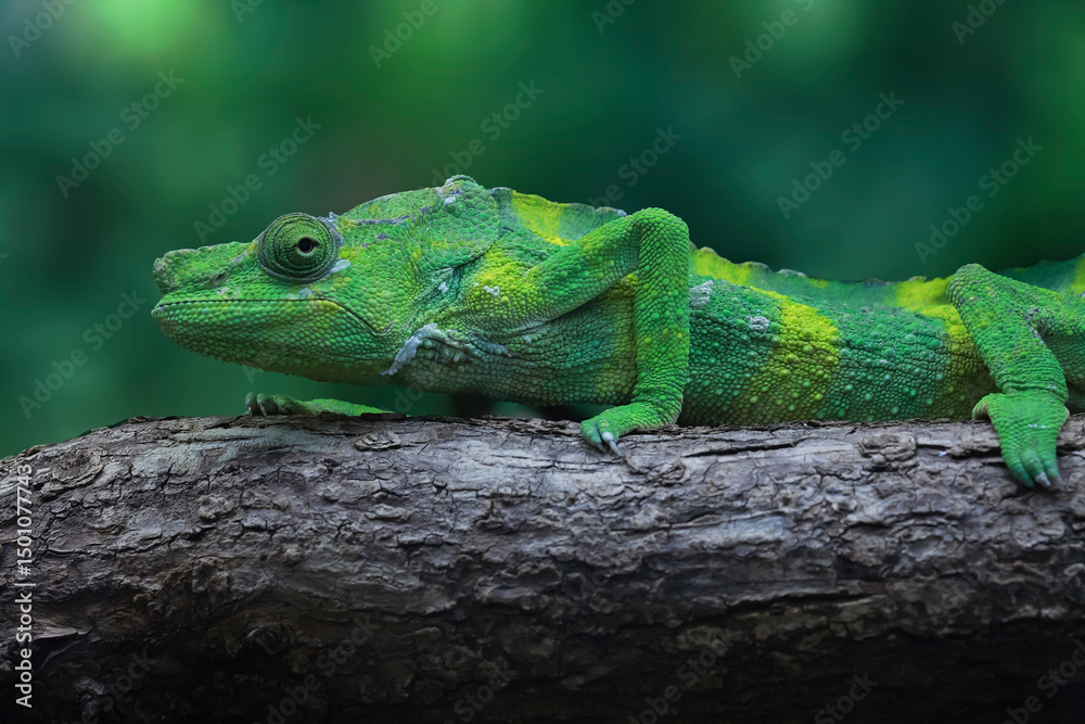 Fototapeta premium caméléon sur une branche