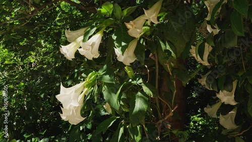 White Brugmansia tree in full bloom in Athens National Garden, Greece. Some flowers lit by morning sunlight, others in shadow. A few blossoms beginning to wilt. No people visible.