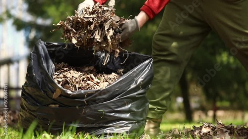 Raking fallen leaves with rakes. Man collecting dry leaves and grass in a plastic bag. Support for work in the garden. Removing grass from the soil. Horizontal video.
