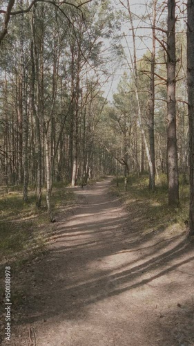 Walking through awaking springtime mixed forest by empty path among old pine trees and leafless deciduous trees at sunny day of early spring. No people desolate woodland landscape, vertical shot.