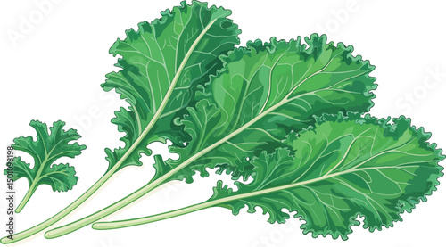 Fresh Kale Leaves Illustration on White Background