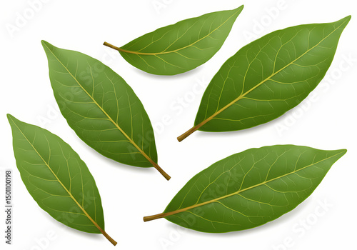 Fresh Bay Leaves HighQuality Culinary Herb isolated on transparent background