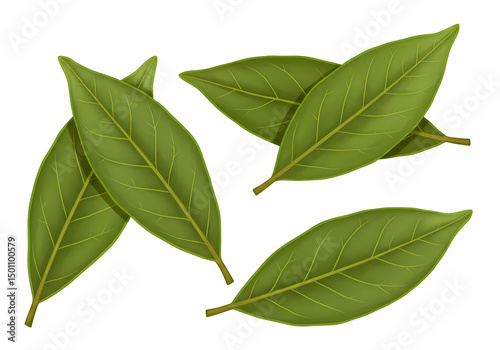 Bay Leaves Uses Benefits  Cooking Tips isolated on transparent background