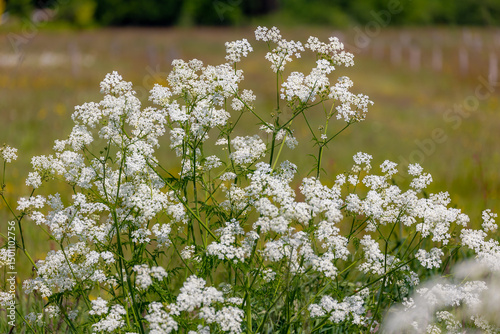 Selective focus of white flowers Cow Parsley in spring, Anthriscus sylvestris, Wild chervil or keck is a herbaceous biennial or short-lived perennial plant in the family Apiaceae, Natural background.