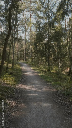 Walking through springtime conifer forest by empty tree-shaded path among old fir trees, fresh saplings and bilberry shrubs with green leaves at sunny spring day. No people landscape, vertical shot.