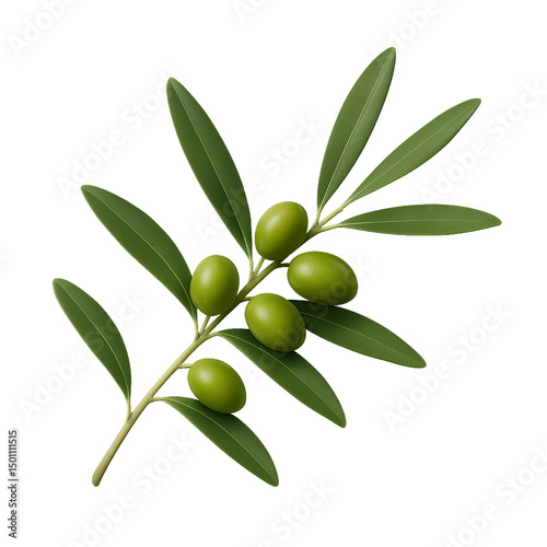 olive branch isolated on transparent or white background png