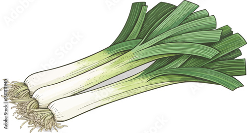 Fresh Leeks Illustration White Background Vector Design for Food Cooking and Market