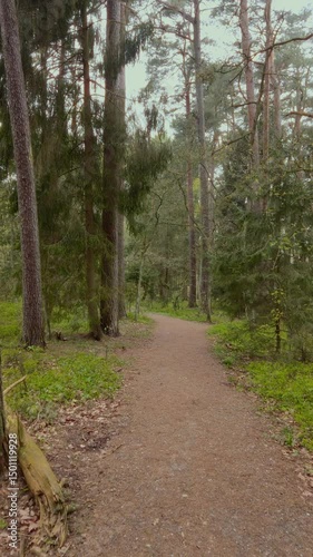 Walking by empty trail through lush springtime conifer forest with old pine trees, fresh saplings and bilberry shrubs with green leaves at sunny spring day. No people landscape, vertical shot.