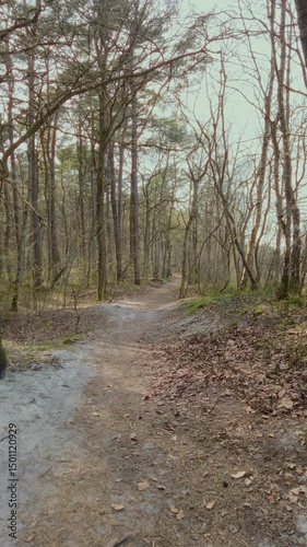 Walking by empty trail on edge of springtime mixed forest with old pine trees, leafless deciduous trees and green bilberry bushes at sunny day of early spring. No people landscape, vertical shot.