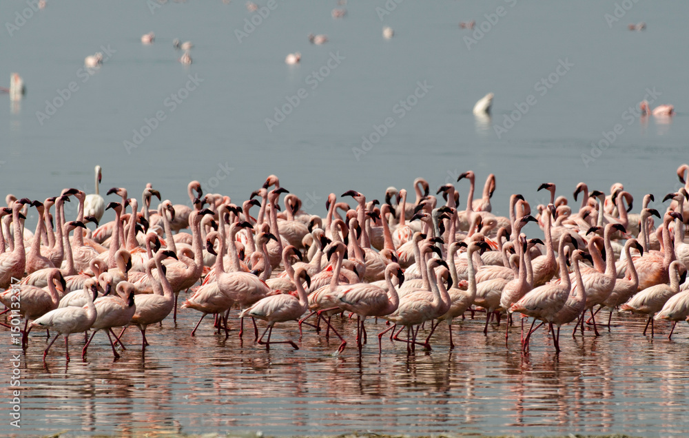 Naklejka premium Flamant nain, phoenicopterus minor, Lesser Flamingo, Parc national de Nakuru, Kenya