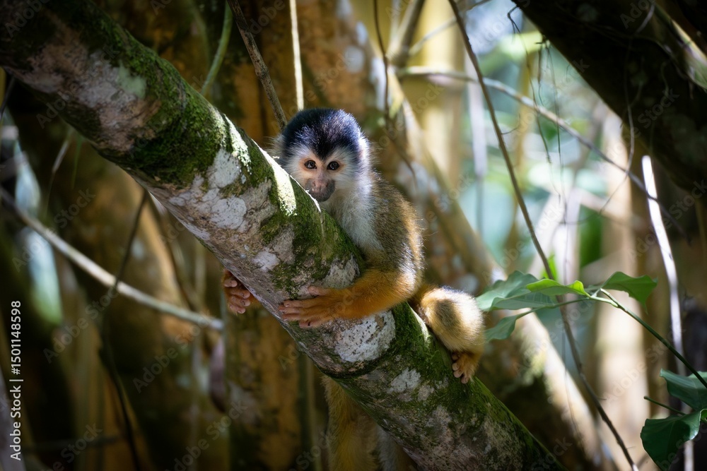 Obraz premium Squirrel Monkey in Sunlit Forest