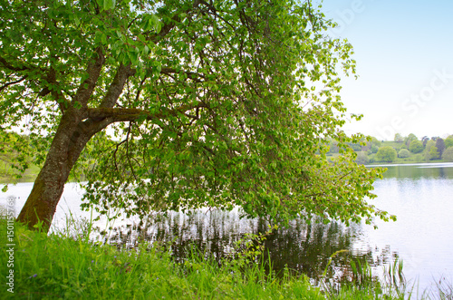 Spring morning meadow near the river with green tree on the shore.