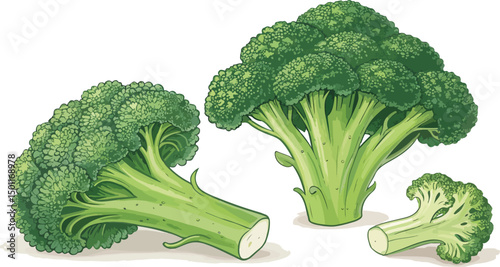 Fresh Broccoli Vegetable Vector Design on White Background