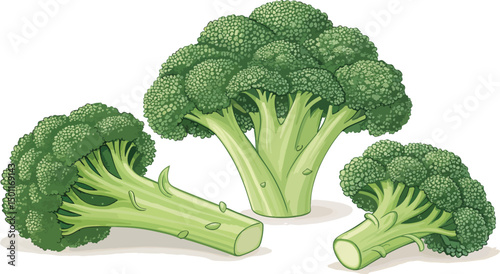 Fresh Broccoli Vector Background Vibrant Green Vegetable Illustration