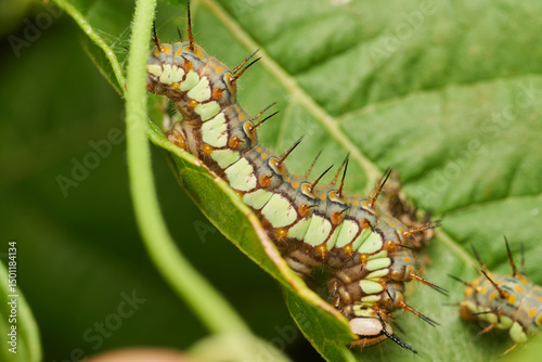 Green caterpillar crawling on fresh leaf