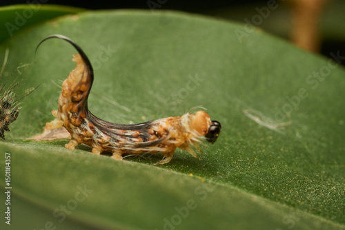 Green caterpillar crawling on fresh leaf