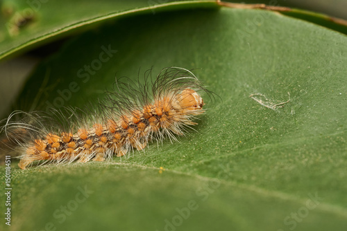 Green caterpillar crawling on fresh leaf