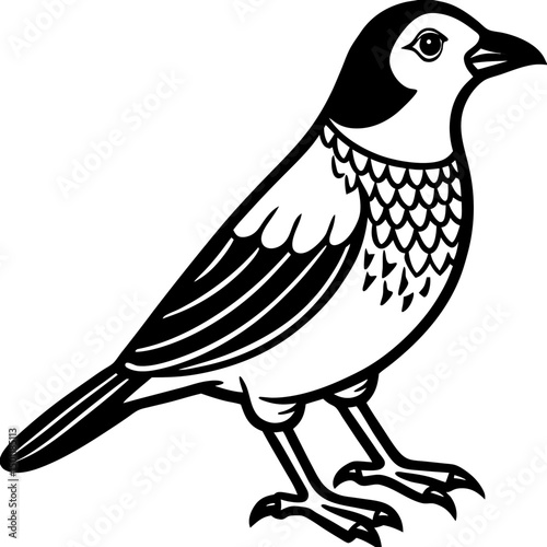 Scaly-breasted Munia Vector on White