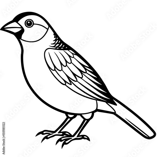 Scaly-breasted Munia Vector on White