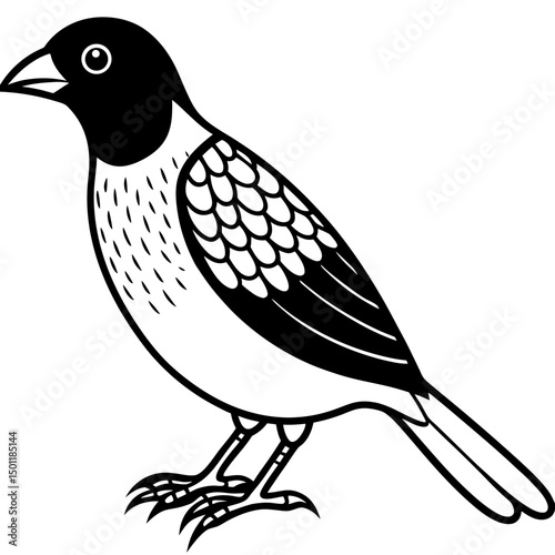 Scaly-breasted Munia Vector on White