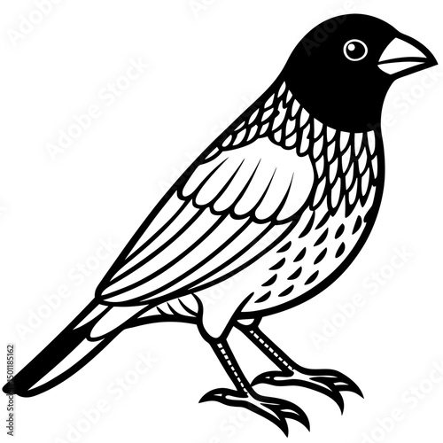 Scaly-breasted Munia Vector on White