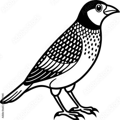Scaly-breasted Munia Vector on White