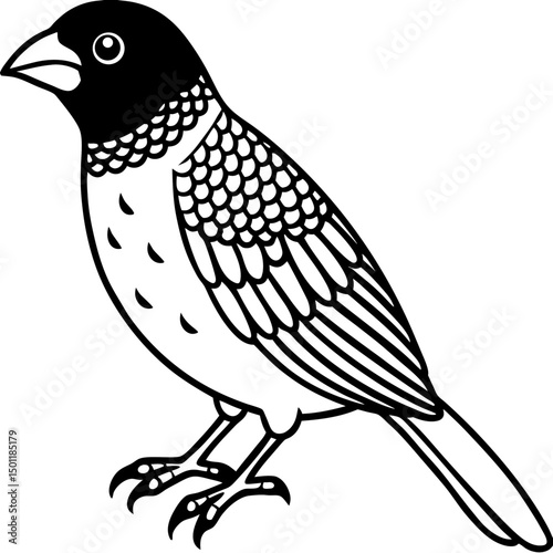 Scaly-breasted Munia Vector on White