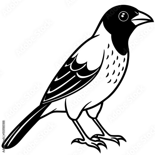 Scaly-breasted Munia Vector on White