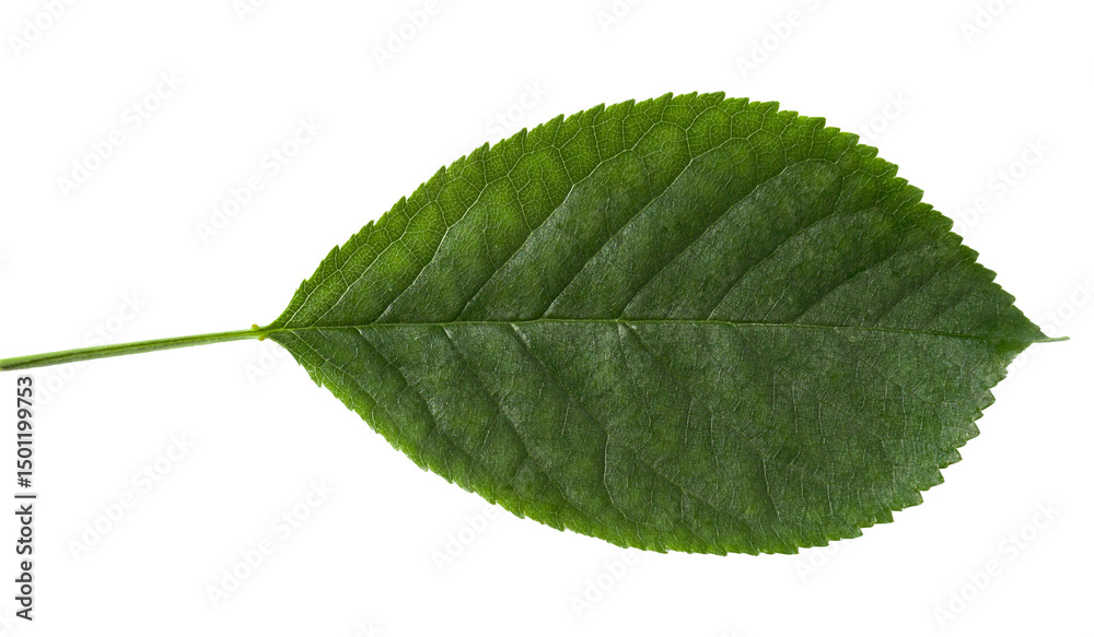Fototapeta premium Green cherry leaf on transparent background, natural close-up 
