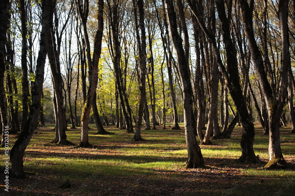 Fototapeta premium trees in the forest