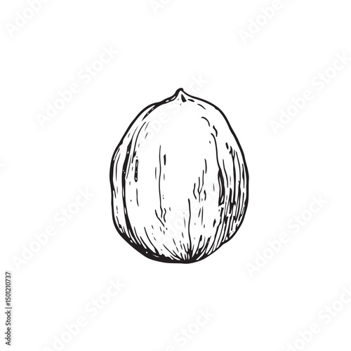 Walnut kernel in shell vector illustration hand drawn with ink. Black and white sketch isolated on white background. Object for food and vegetarian drinks label design