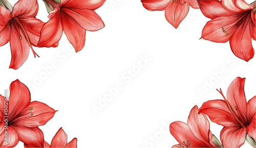 Red Amaryllis Flower Frame on Black Background