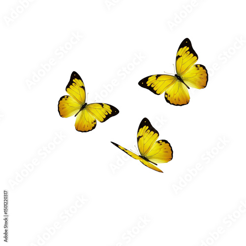butterfly on a yellow background
