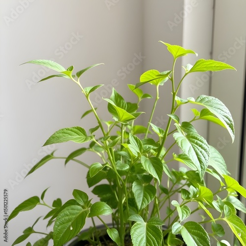 A houseplant kept alive but never trimmed or moved.