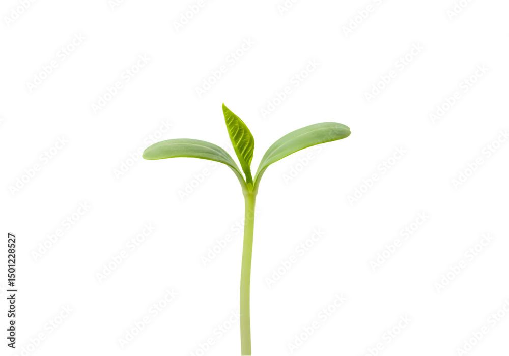 Fototapeta premium Seedling Sprout: Nature's Start