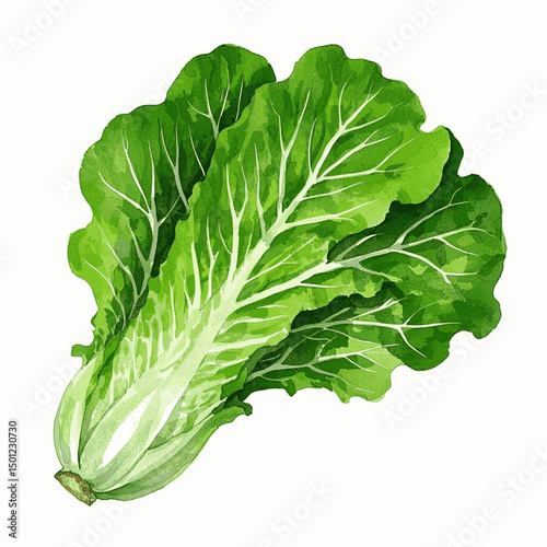 Layered Dew: Watercolor Leaves lettuce isolated vector illustration svg