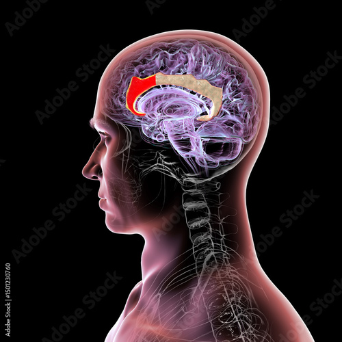 Foto Anterior cingulate cortex, 3D illustration