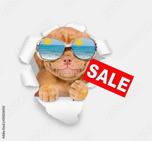 Smiling Mastif puppy wearing mirrored sunglasses looking through the hole in white paper and showing signboard with labeled 