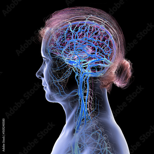 Brain veins, 3D illustration