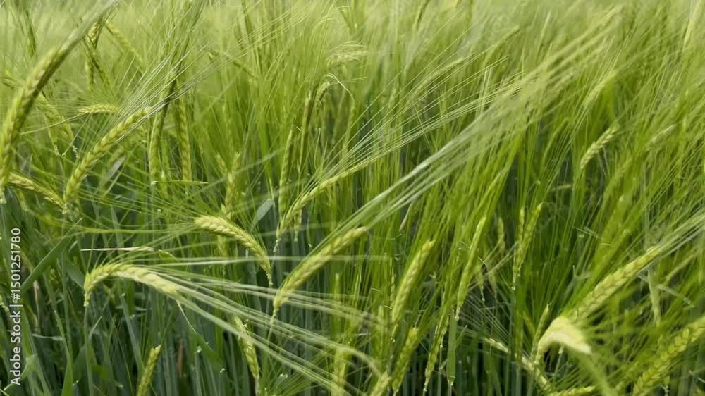 Ripening Wheat in the Field. Tender green ears sway in the light wind. Wheat field, ears of wheat 4K shot close-up. Ripening Wheat in the Field. Tender green ears sway in the light wind. Wheat field, ears of wheat 4K shot close-up.