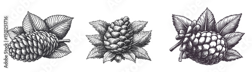 Detailed Vector Illustration of Pine Cones Surrounded by Leaves