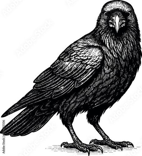 Raven full body side view facing towards the front vector black silhouette cricut print design isolated on a plain white background