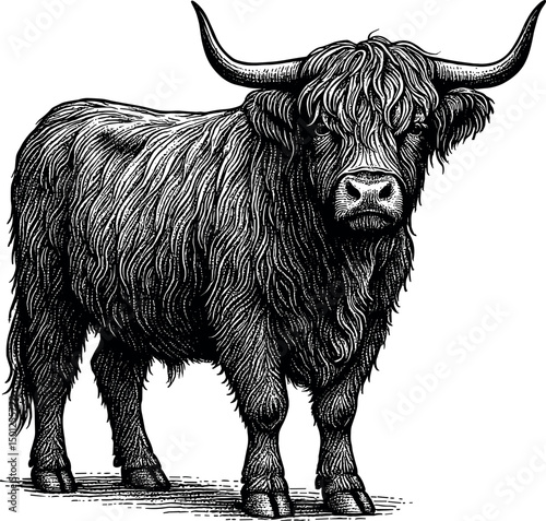 Highland Cow front view head turned vector black silhouette cricut print design isolated on a plain white background